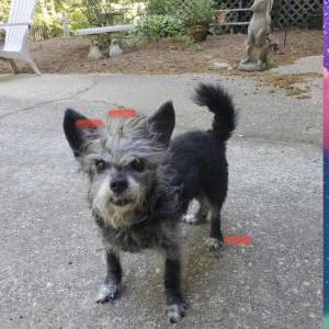 Lost Dog Graycee Pebbles