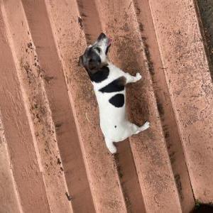 Found Dog Unknown