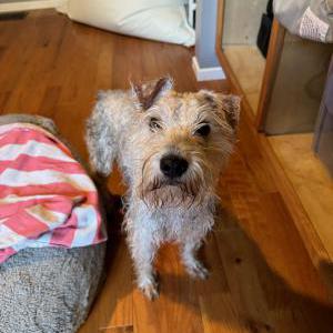 Found Dog Unknown