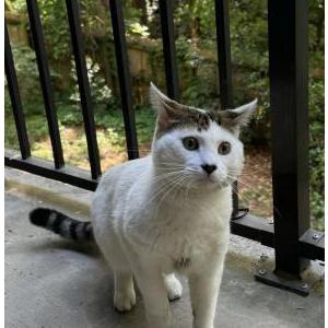Image of Casper, Lost Cat