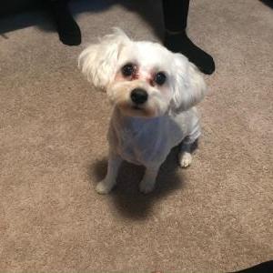Lost Dog Gizmo