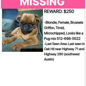 Lost Dog Blondie