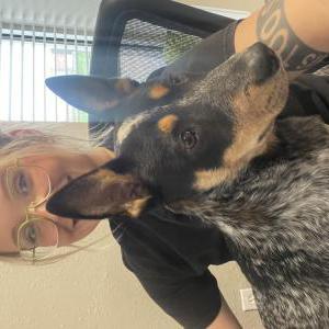 Lost Dog Ace