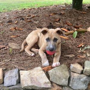 Found Dog Unknown