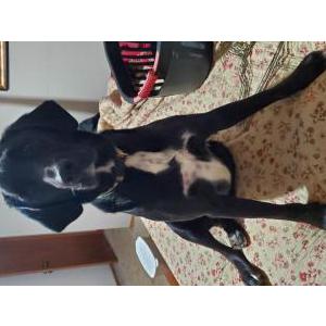 Lost Dog Cooper