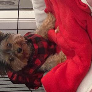 Lost Dog Chikis