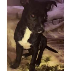 Lost Dog Marshall