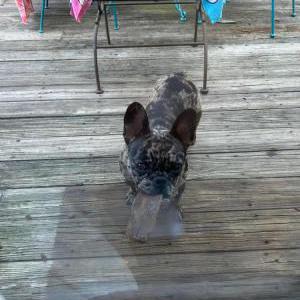 Lost Dog Benny