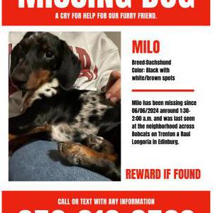 Lost Dog Milo