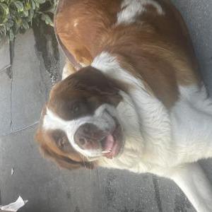 Found Dog Unknown