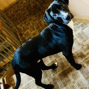Lost Dog Timothy /