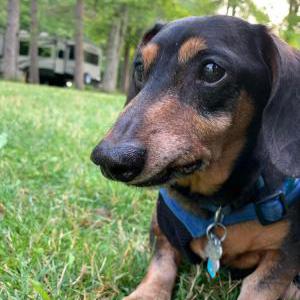 Lost Dog Charlie
