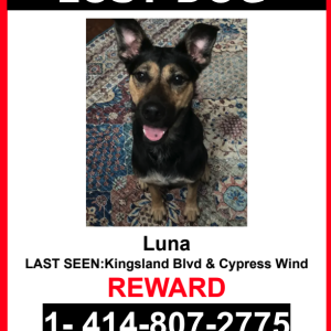 Lost Dog Luna