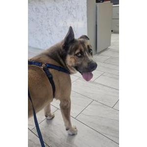 Found Dog Unknown