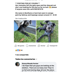 Lost Dog Bonifacio
