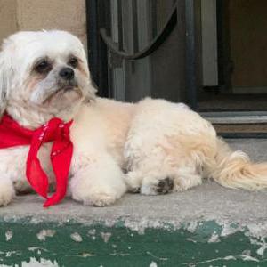 Lost Dog Brownie