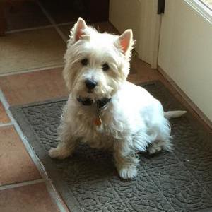Lost Dog Bear