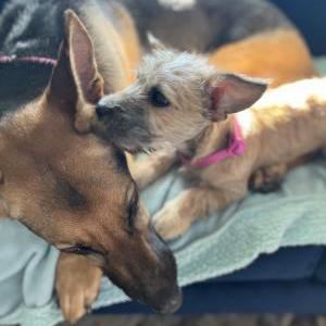 Lost Dog Scoobie
