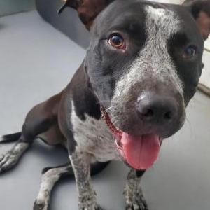Found Dog Unknown