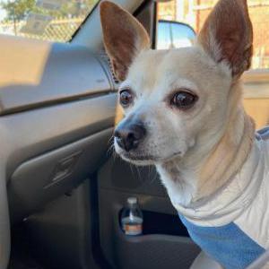 Lost Dog Davinchi