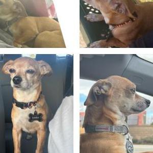 Lost Dog Simba