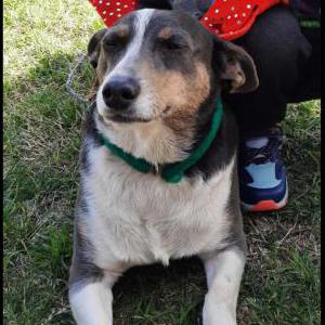 Lost Dog Paloma