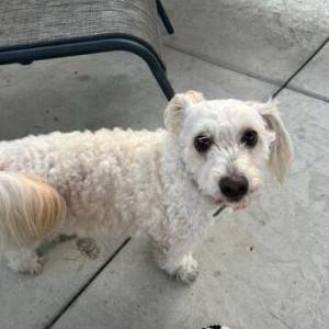 Found Dog Unknown