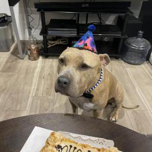 Lost Dog Apollo