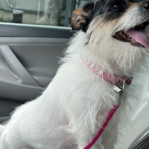 Found Dog uknown