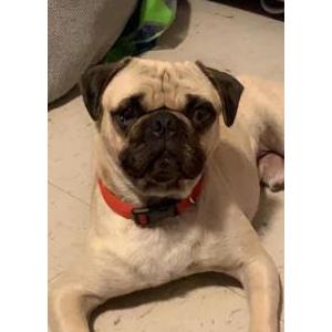 Lost Dog Papash