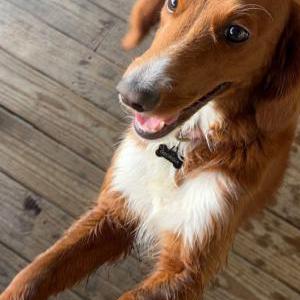Lost Dog Georgia