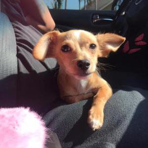 Lost Dog Bambi