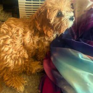 Lost Dog Princess ire Naomi