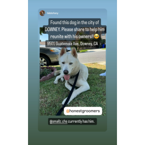 Found Dog Unknown