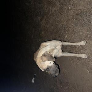 Found Dog unknown