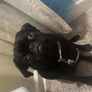 Lost Dog Boba