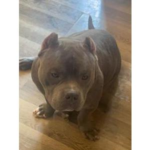 Lost Dog Boaz