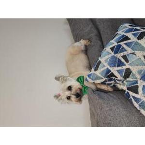 Lost Dog Gator