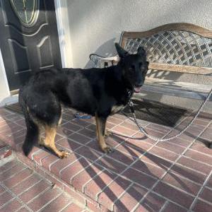 Found Dog Unknown