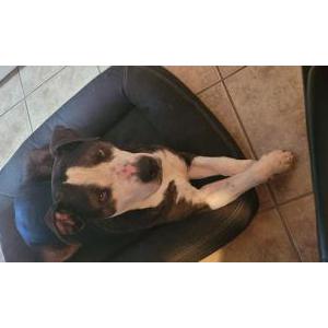 Lost Dog El Chapo