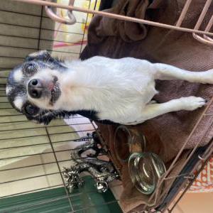 Found Dog Unknown