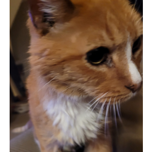 Lost Cat Samson