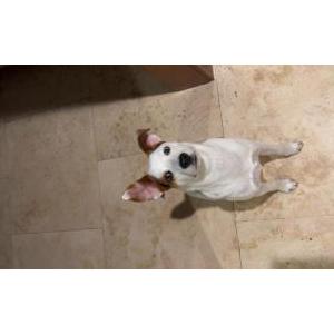 Lost Dog Toby Grossman