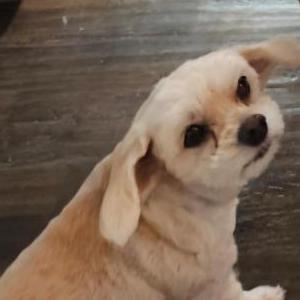 Lost Dog Paisley’