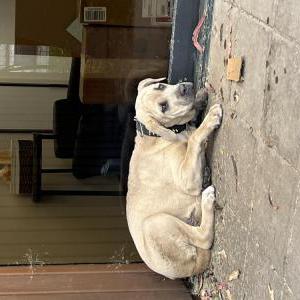 Found Dog Unknown