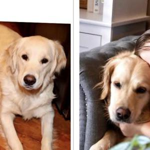 Lost Dog Jordan and Gracie