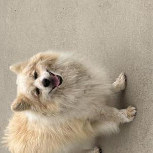 Found Dog Unknown