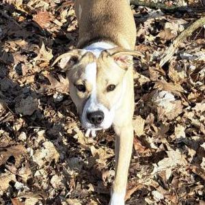 Lost Dog Jack