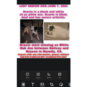 Lost Dog Gracie