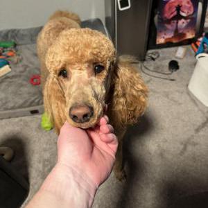 Lost Dog Luffy